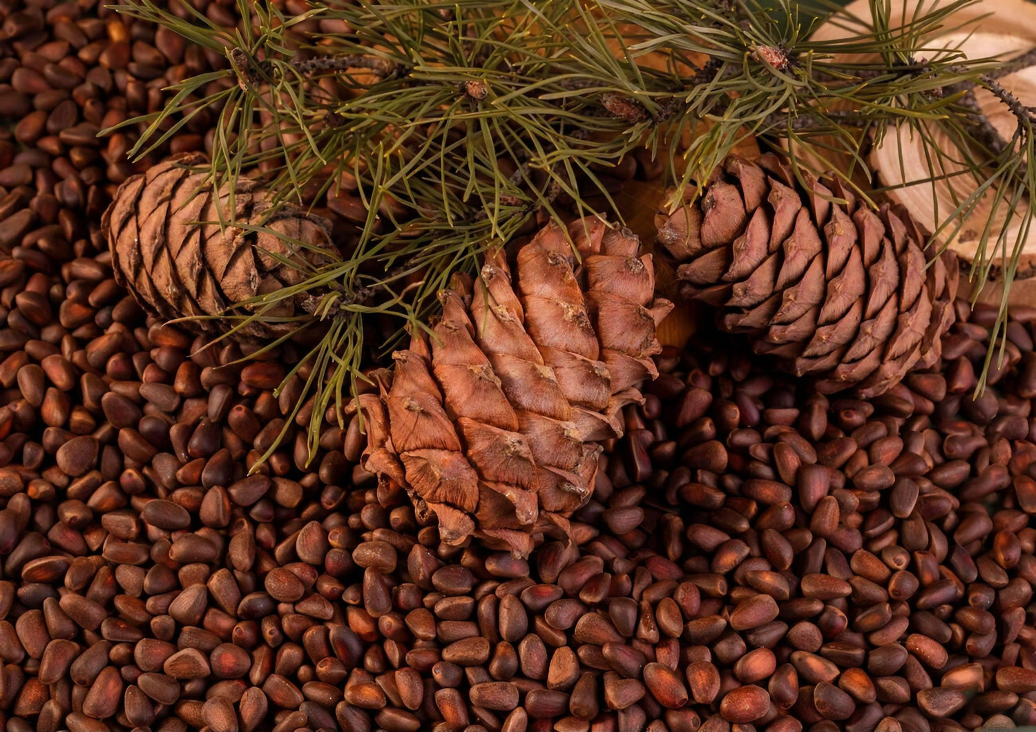 The Beneficial Effects of Pine Nuts and Its Major Fatty Acid, Pinolenic Acid, on Inflammation and Metabolic Perturbations in Inflammatory Disorders
