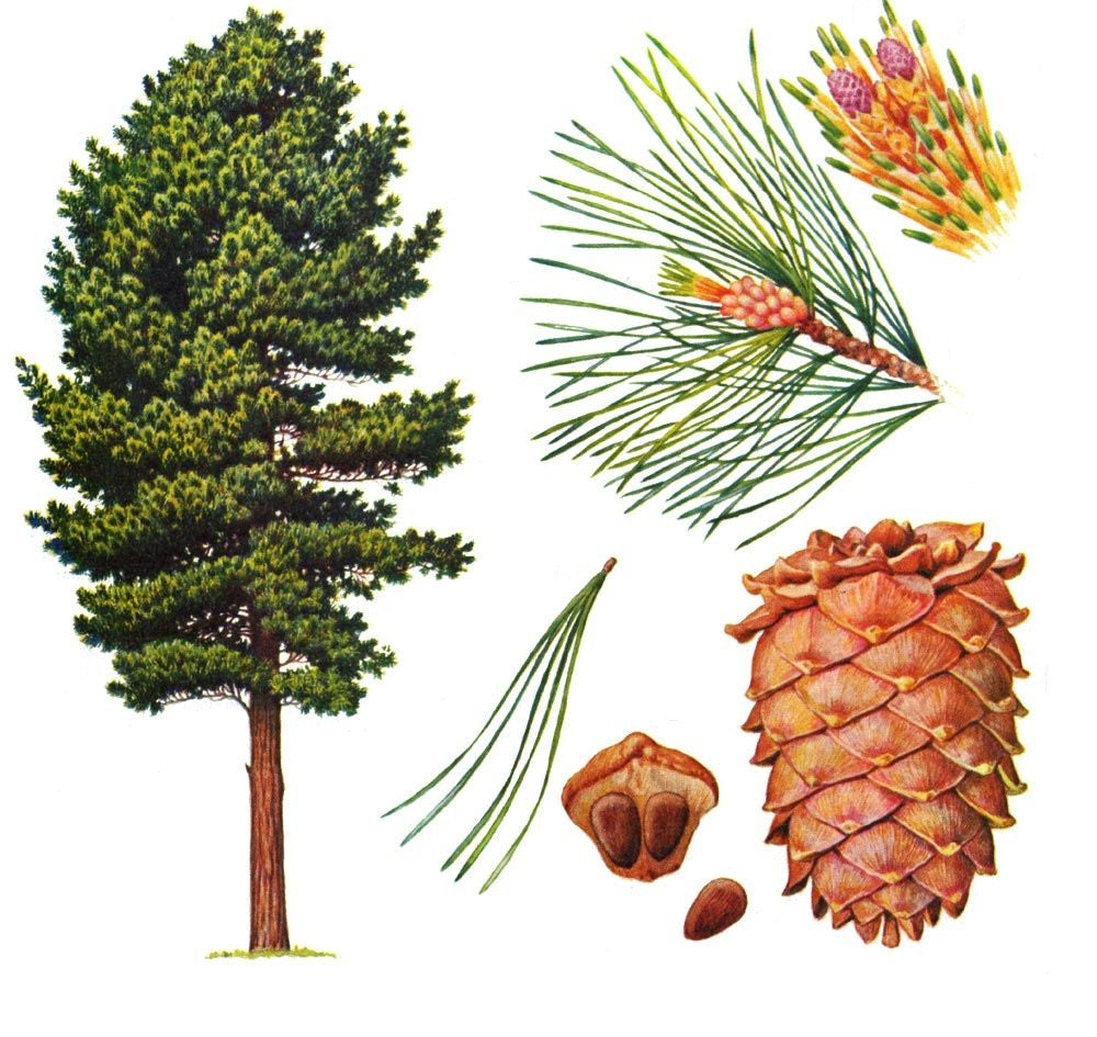 The Siberian Cedar Naming Paradox: Pine vs. Cedar in Russian Tradition